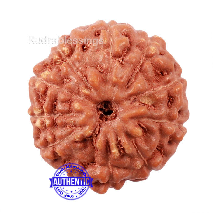 10 Mukhi Rudraksha from Indonesia - Bead No. 179