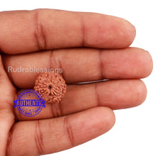 Load image into Gallery viewer, 10 Mukhi Rudraksha from Indonesia - Bead No. 179
