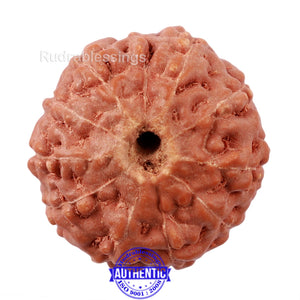 10 Mukhi Rudraksha from Indonesia - Bead No. 179