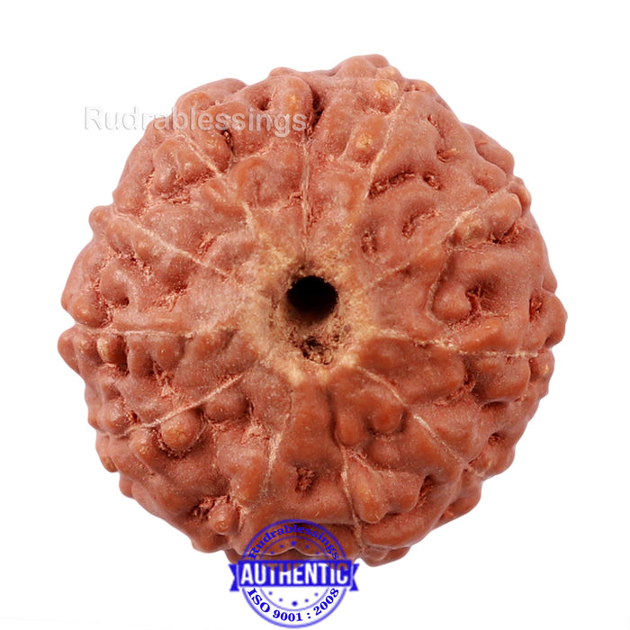 10 Mukhi Rudraksha from Indonesia - Bead No. 179