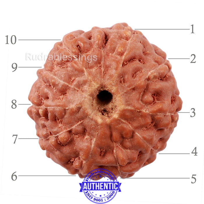 10 Mukhi Rudraksha from Indonesia - Bead No. 179