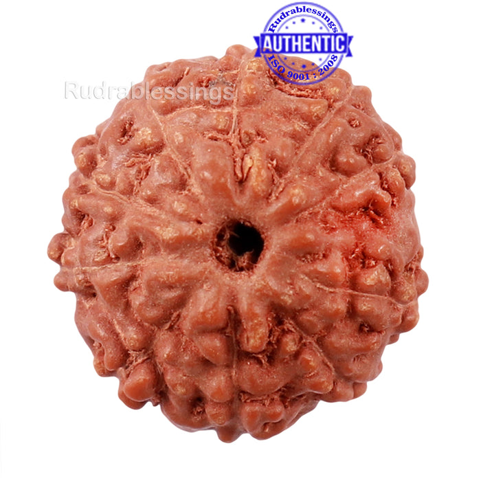 10 Mukhi Rudraksha from Indonesia - Bead No. 180