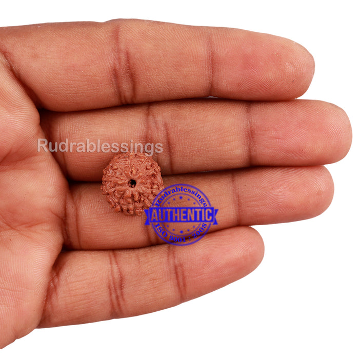 10 Mukhi Rudraksha from Indonesia - Bead No. 180
