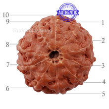 Load image into Gallery viewer, 10 Mukhi Rudraksha from Indonesia - Bead No. 180
