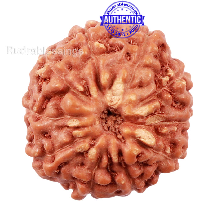 10 Mukhi Rudraksha from Indonesia - Bead No. 181