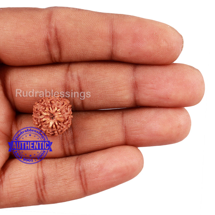 10 Mukhi Rudraksha from Indonesia - Bead No. 181