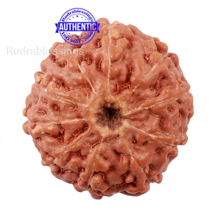 10 Mukhi Rudraksha from Indonesia - Bead No. 181
