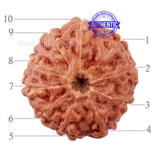 Load image into Gallery viewer, 10 Mukhi Rudraksha from Indonesia - Bead No. 181
