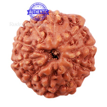 Load image into Gallery viewer, 10 Mukhi Rudraksha from Indonesia - Bead No. 182

