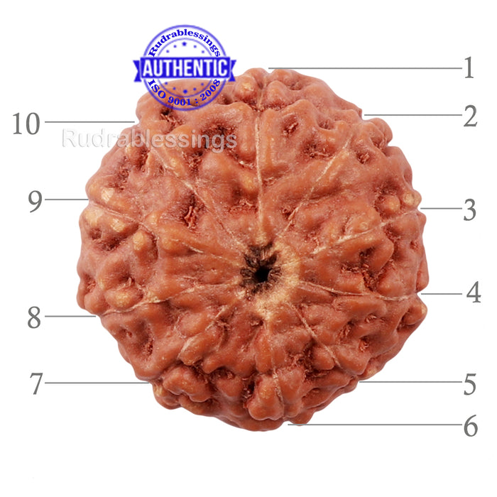 10 Mukhi Rudraksha from Indonesia - Bead No. 182