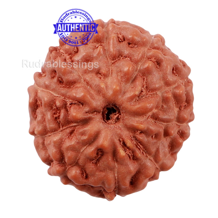 10 Mukhi Rudraksha from Indonesia - Bead No. 183