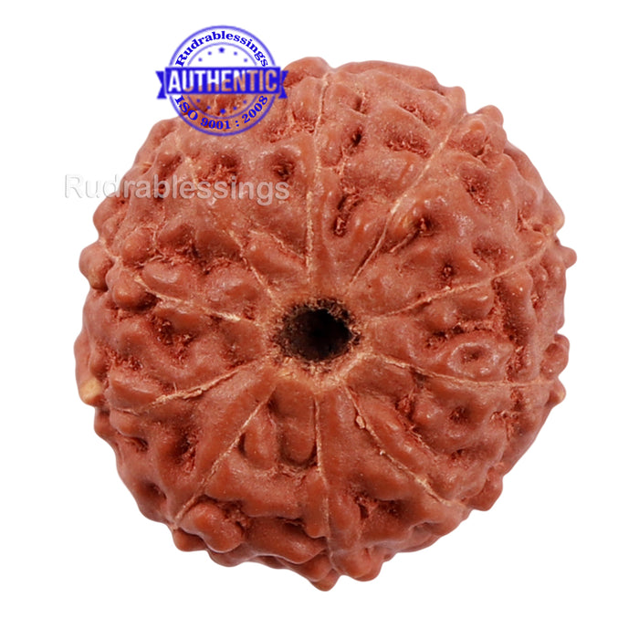 10 Mukhi Rudraksha from Indonesia - Bead No. 183