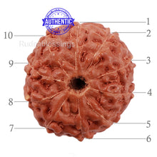 Load image into Gallery viewer, 10 Mukhi Rudraksha from Indonesia - Bead No. 183
