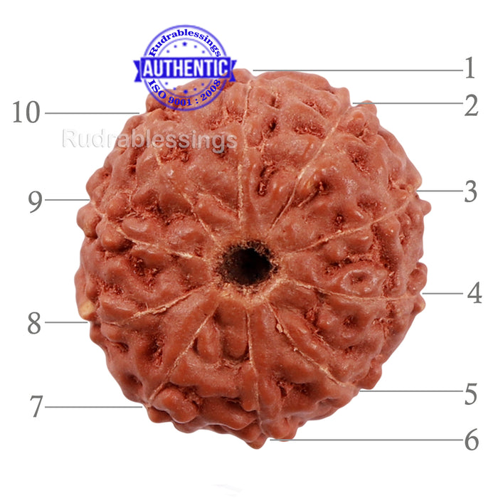 10 Mukhi Rudraksha from Indonesia - Bead No. 183