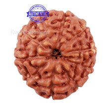 Load image into Gallery viewer, 10 Mukhi Rudraksha from Indonesia - Bead No. 184
