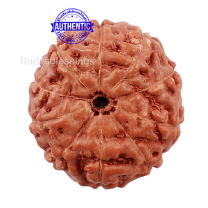 10 Mukhi Rudraksha from Indonesia - Bead No. 184