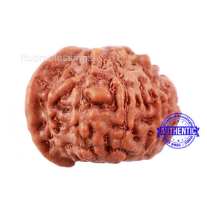 10 Mukhi Indonesian Ganesh Rudraksha - Bead No. 10