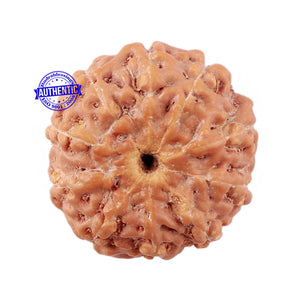 10 Mukhi Rudraksha from Indonesia - Bead No. 11