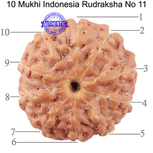 10 Mukhi Rudraksha from Indonesia - Bead No. 11