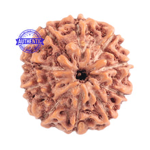Load image into Gallery viewer, 10 Mukhi Rudraksha from Indonesia - Bead No. 122
