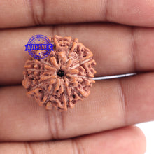 Load image into Gallery viewer, 10 Mukhi Rudraksha from Indonesia - Bead No. 122
