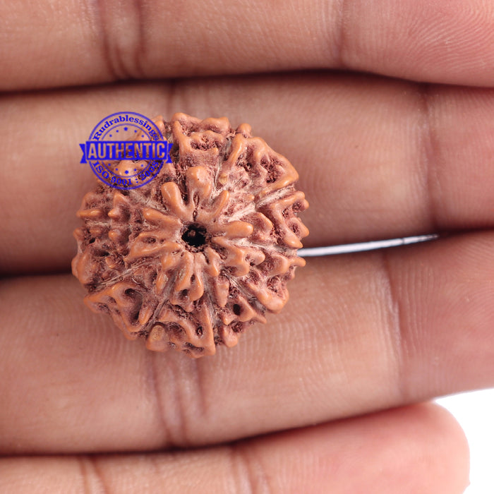 10 Mukhi Rudraksha from Indonesia - Bead No. 122