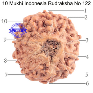 10 Mukhi Rudraksha from Indonesia - Bead No. 122