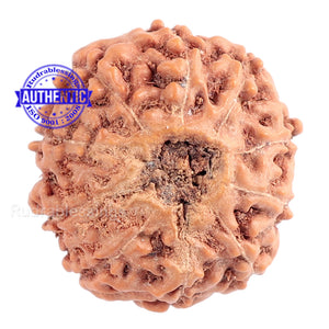 10 Mukhi Rudraksha from Indonesia - Bead No. 122