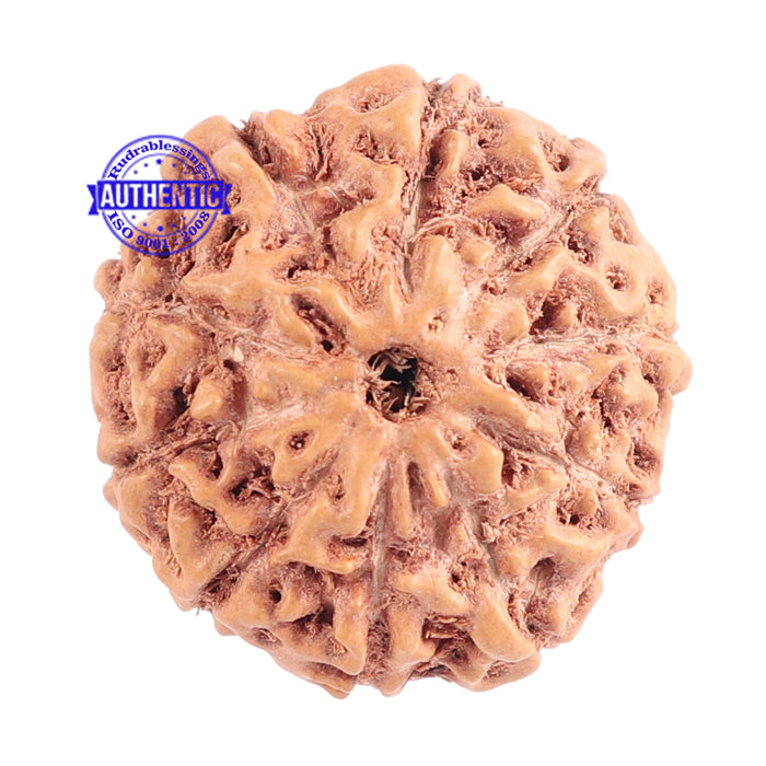 10 Mukhi Rudraksha from Indonesia - Bead No. 125