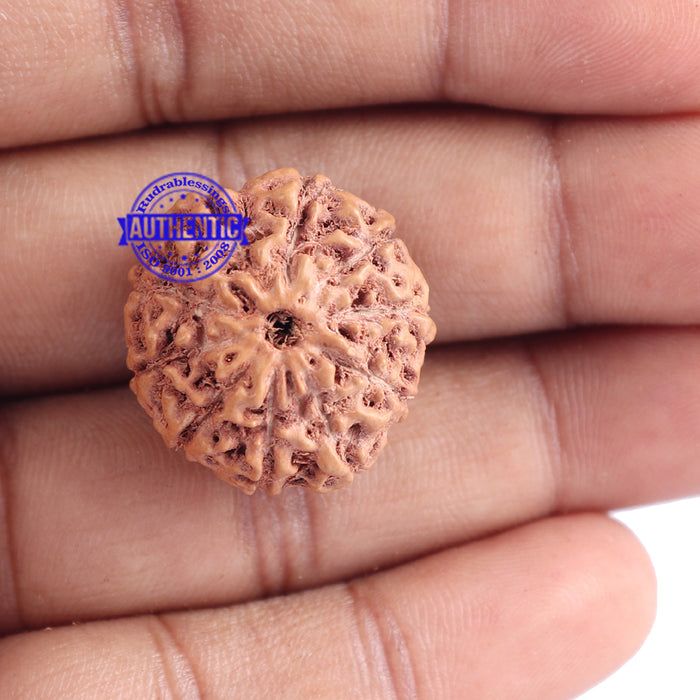 10 Mukhi Rudraksha from Indonesia - Bead No. 125