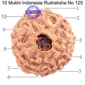 10 Mukhi Rudraksha from Indonesia - Bead No. 125