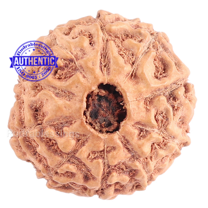 10 Mukhi Rudraksha from Indonesia - Bead No. 125