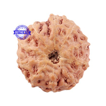Load image into Gallery viewer, 10 Mukhi Rudraksha from Indonesia - Bead No. 15
