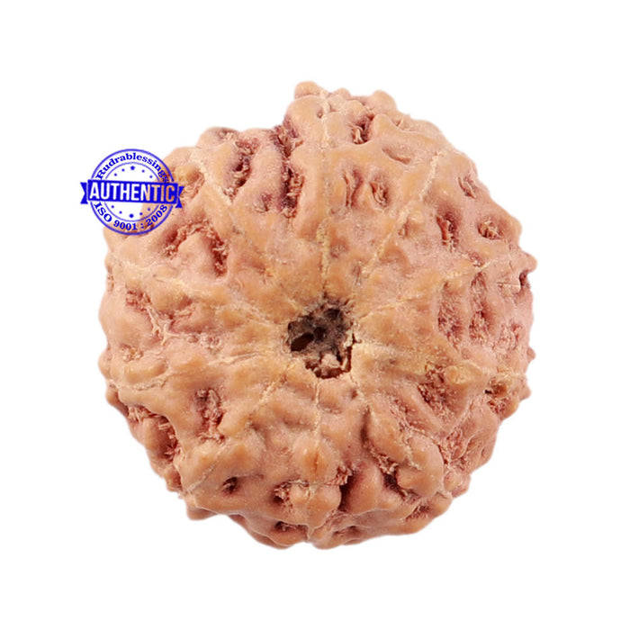 10 Mukhi Rudraksha from Indonesia - Bead No. 15