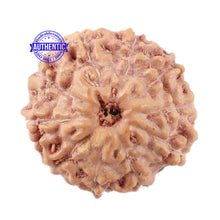 Load image into Gallery viewer, 10 Mukhi Rudraksha from Indonesia - Bead No. 15
