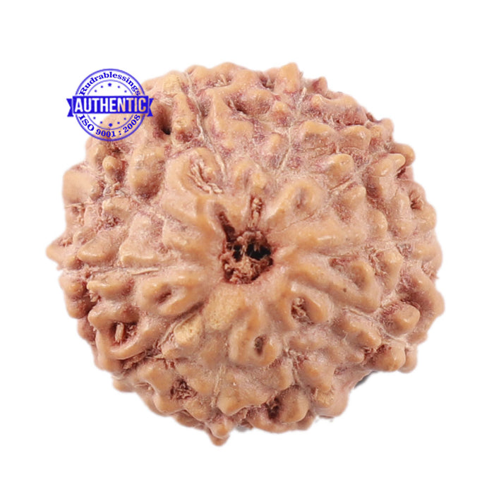 10 Mukhi Rudraksha from Indonesia - Bead No. 15