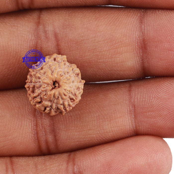 10 Mukhi Rudraksha from Indonesia - Bead No. 15