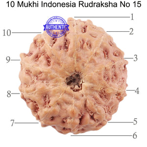 10 Mukhi Rudraksha from Indonesia - Bead No. 15