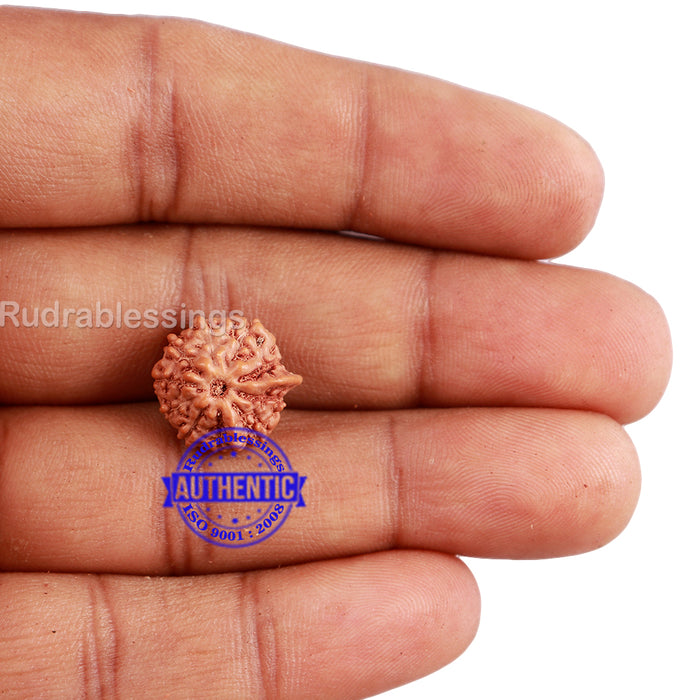 10 Mukhi Indonesian Ganesh Rudraksha - Bead No. 1