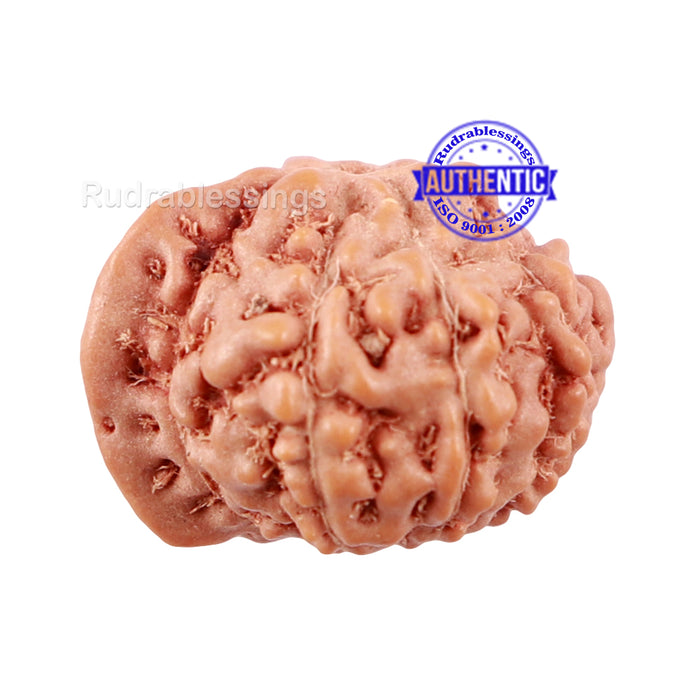 10 Mukhi Indonesian Ganesh Rudraksha - Bead No. 1