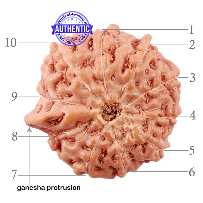 10 Mukhi Indonesian Ganesh Rudraksha - Bead No. 1