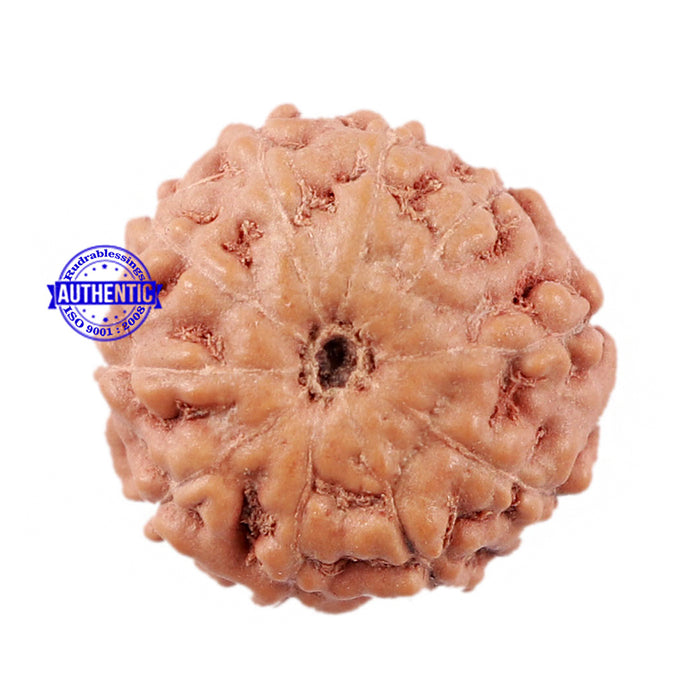 10 Mukhi Rudraksha from Indonesia - Bead No. 20