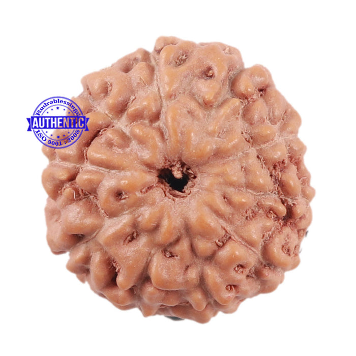 10 Mukhi Rudraksha from Indonesia - Bead No. 20