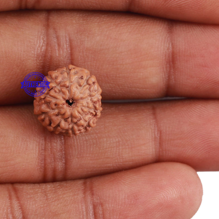 10 Mukhi Rudraksha from Indonesia - Bead No. 20