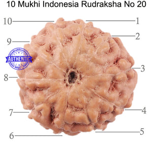 10 Mukhi Rudraksha from Indonesia - Bead No. 20