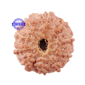 10 Mukhi Rudraksha from Indonesia - Bead No. 21