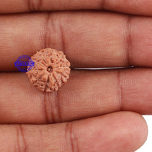 Load image into Gallery viewer, 10 Mukhi Rudraksha from Indonesia - Bead No. 21
