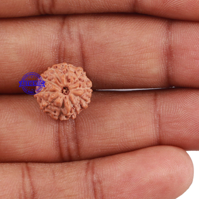 10 Mukhi Rudraksha from Indonesia - Bead No. 21