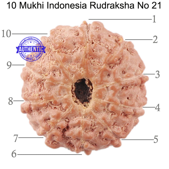 10 Mukhi Rudraksha from Indonesia - Bead No. 21