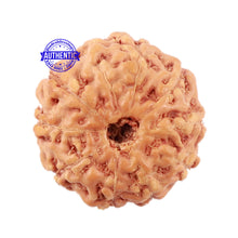 Load image into Gallery viewer, 10 Mukhi Rudraksha from Indonesia - Bead No. 22
